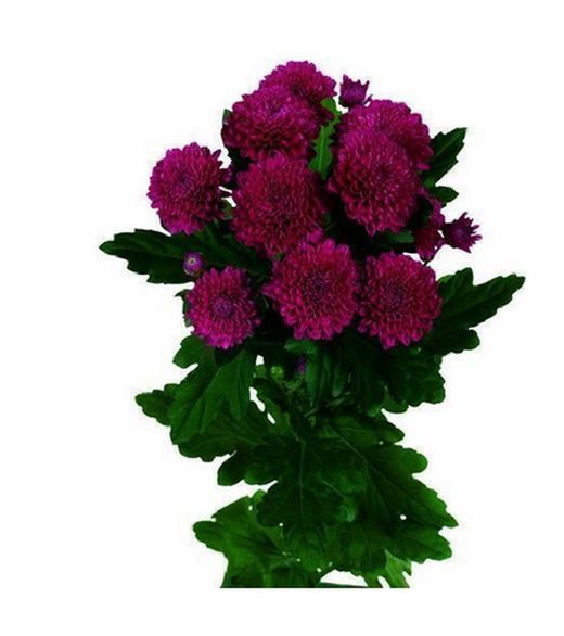 Crisantemo Lollipop Purple