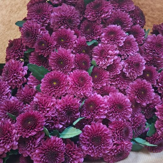 Crisantemo Fabienne Purple
