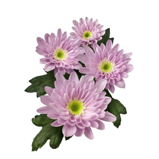 Crisantemo Mona Lisa Pink