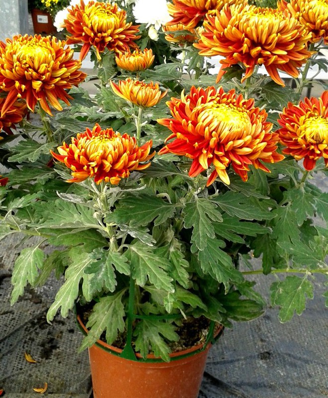 Crisantemos Flor grande — Floresfrescasonline