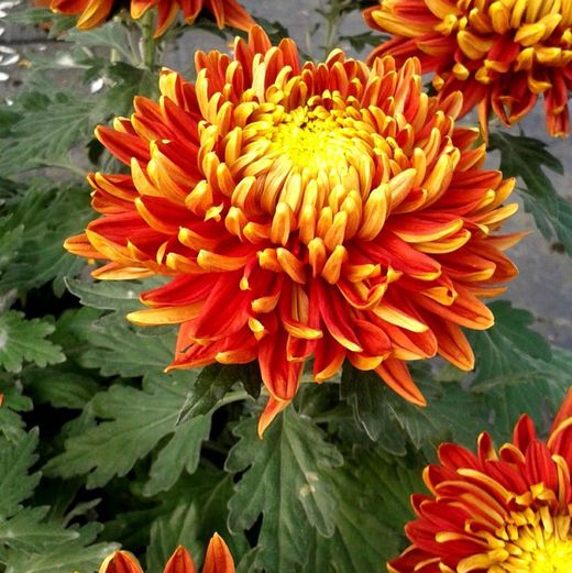 Crisantemos Flor grande