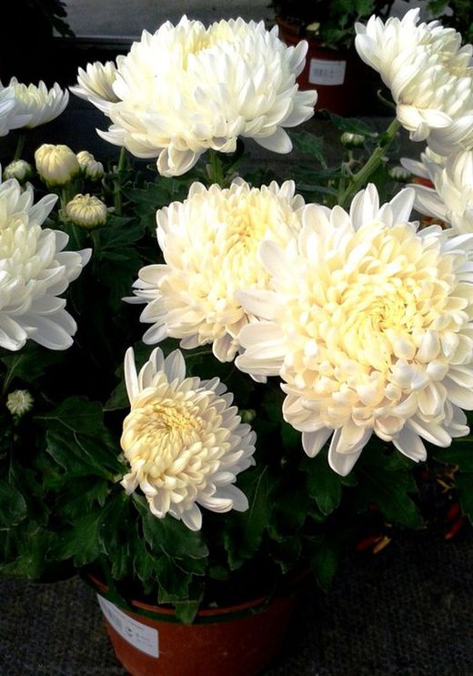 Crisantemos Flor grande