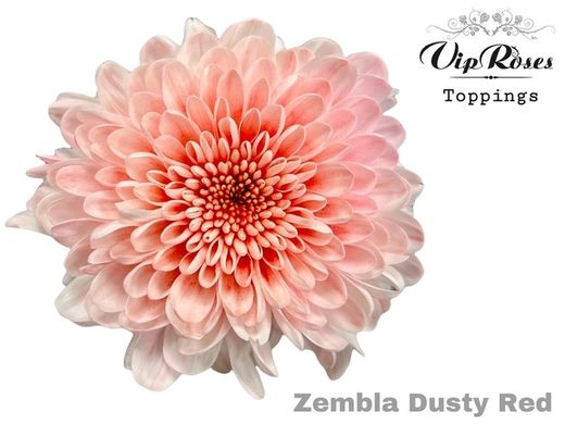 Crisantemos Uniflora VIP Tinted 10 tallos