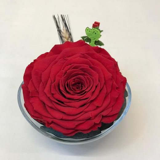 Cristal con Rosa Preservada Premium Sant Jordi