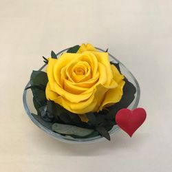 Cristal avec roses préservées de première qualité