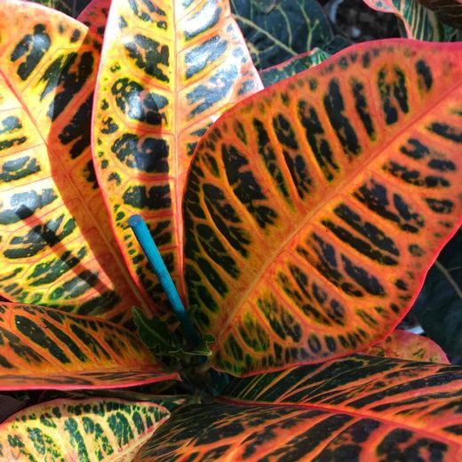 Croton en maceta de Cerámica