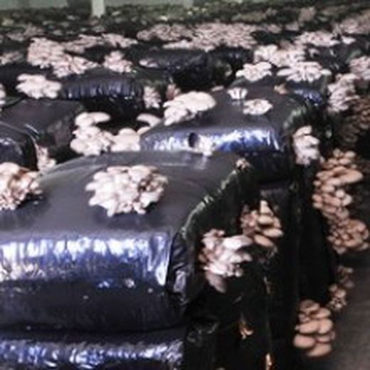 Cultivar cogumelos comestiveís