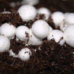 Cultivar cogumelos comestiveís