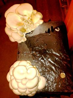 Cultivar cogumelos comestiveís