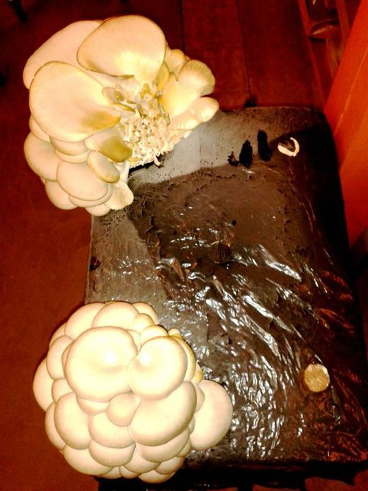 Cultivar cogumelos comestiveís