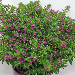 Cuphea hyssopifolia Caja 10 uds.