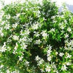 Cuphea hyssopifolia Caja 10 uds.