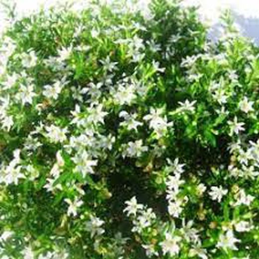 Cuphea hyssopifolia Caja 10 uds.