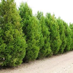 Cupressocyparis leylandii
