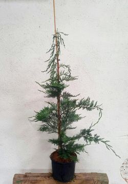 Cupressocyparis leylandii