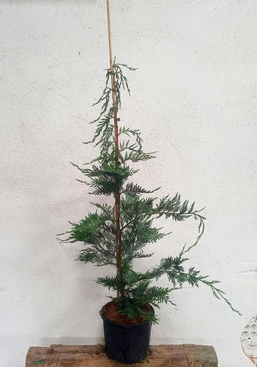 Cupressocyparis leylandii