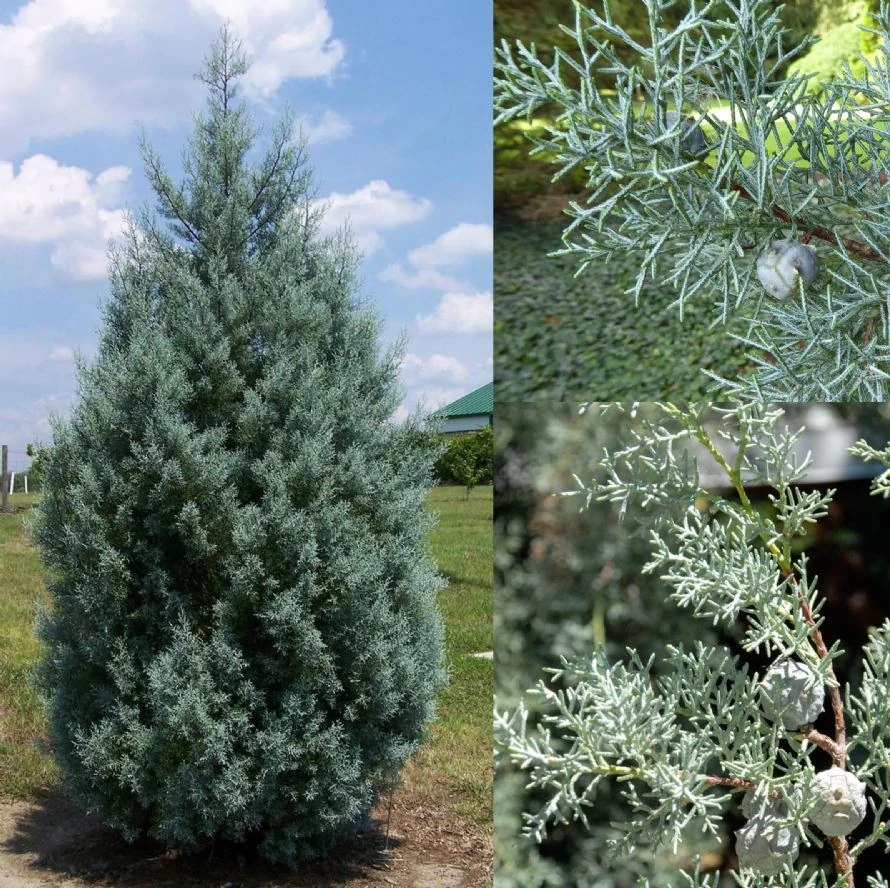 Cupressus Arizonica Glauca 100/120 cm