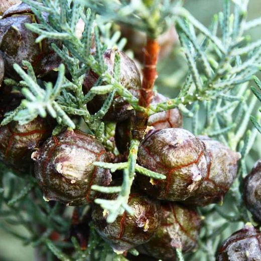 Cupressus Arizonica Glauca