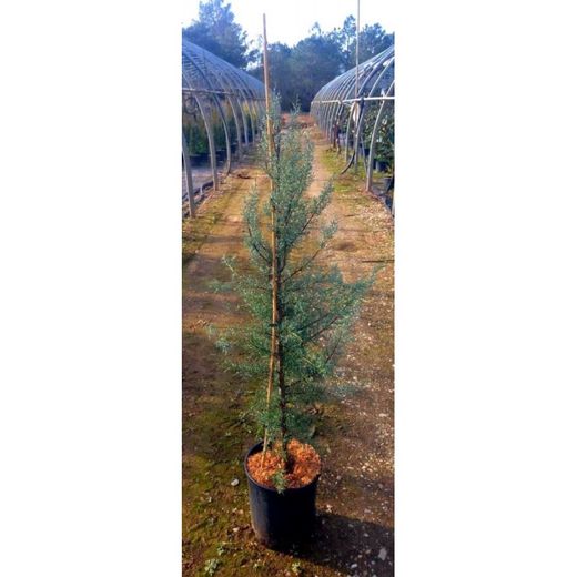 Cupressus Arizonica Glauca
