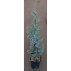 Cupressus Arizonica Glauca