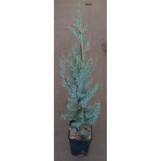 Cupressus Arizonica Glauca