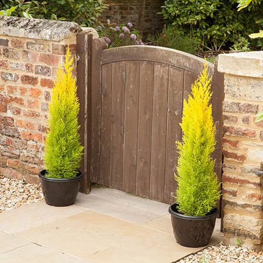 Cupressus Gold Crest