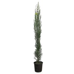 Cupressus Sempervirens 125/150 cm