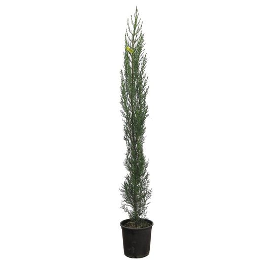Cupressus Sempervirens 125/150 cm