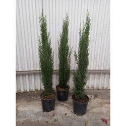 Cupressus Sempervirens Totem