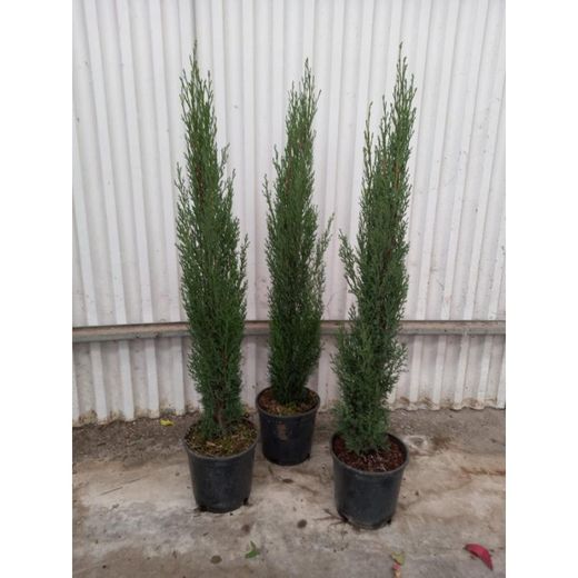 Cupressus Sempervirens Totem