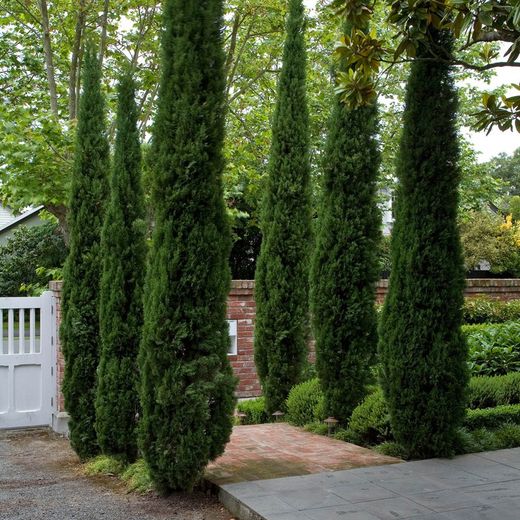 Cupressus Sempervirens Totem