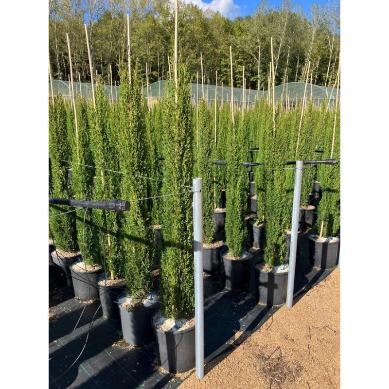 Coníferas Totem Cupressus Sempervirens — Flores Frescas Online 