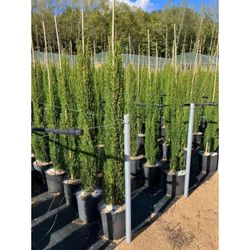 Cupressus Sempervirens Totem