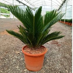 Cycas Revoluta