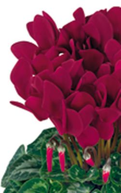 Cyclamen Caja 4 uds.