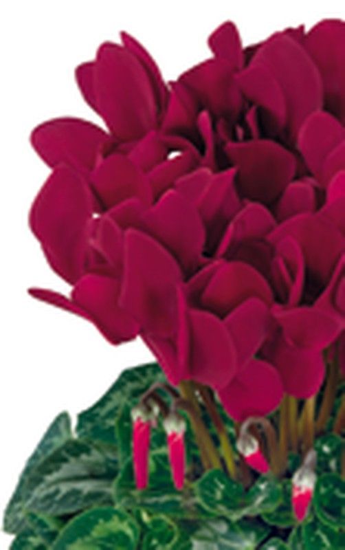 Cyclamen Caja 4 uds.
