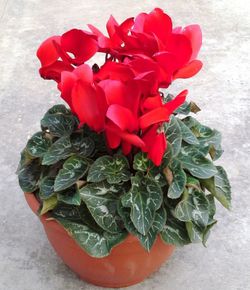 Cyclamen Caja 4 uds.