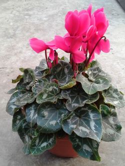 Cyclamen Caja 4 uds.