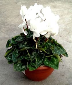 Cyclamen Caja 4 uds.
