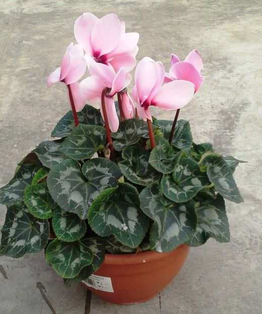 Cyclamen Caja 4 uds.