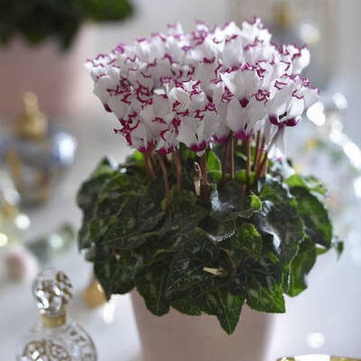 Cyclamen de Persia  Absolu © Perfumado