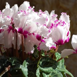 Cyclamen de Persia  Absolu © Perfumado