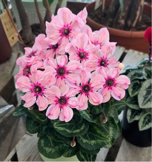 Cyclamen Illusia Caixa 8 uts.