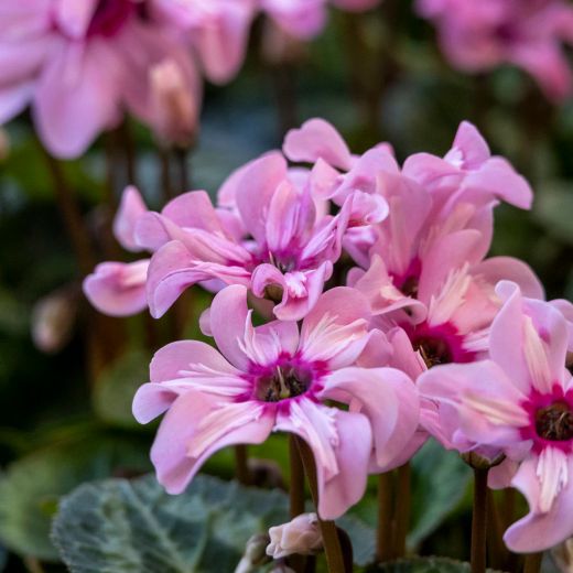 Cyclamen Illusia Caixa 8 uts.