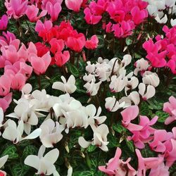 Cyclamen Mini Caixa 10 u.