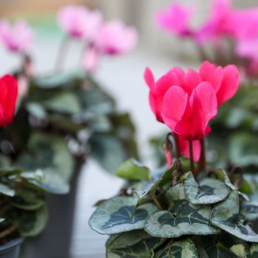 Cyclamen Mini Caixa 10 u.