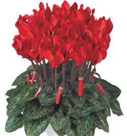 Cyclamen Mini Caixa 10 u.