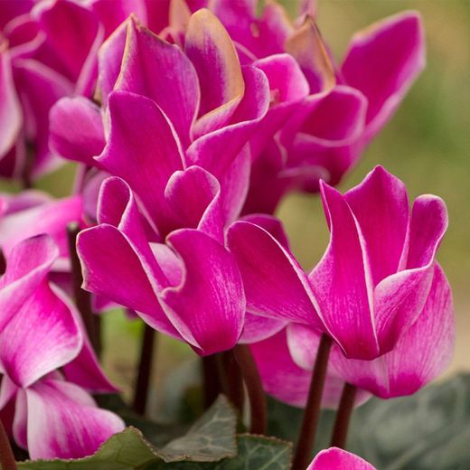 Cyclamen Mini Caixa 10 u.