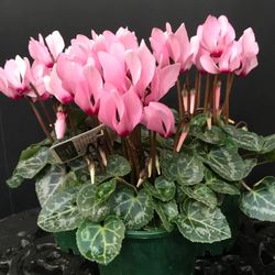Cyclamen Mini Caixa 10 u.