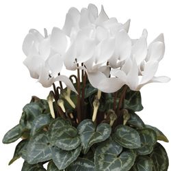 Cyclamen Mini Caixa 10 u.